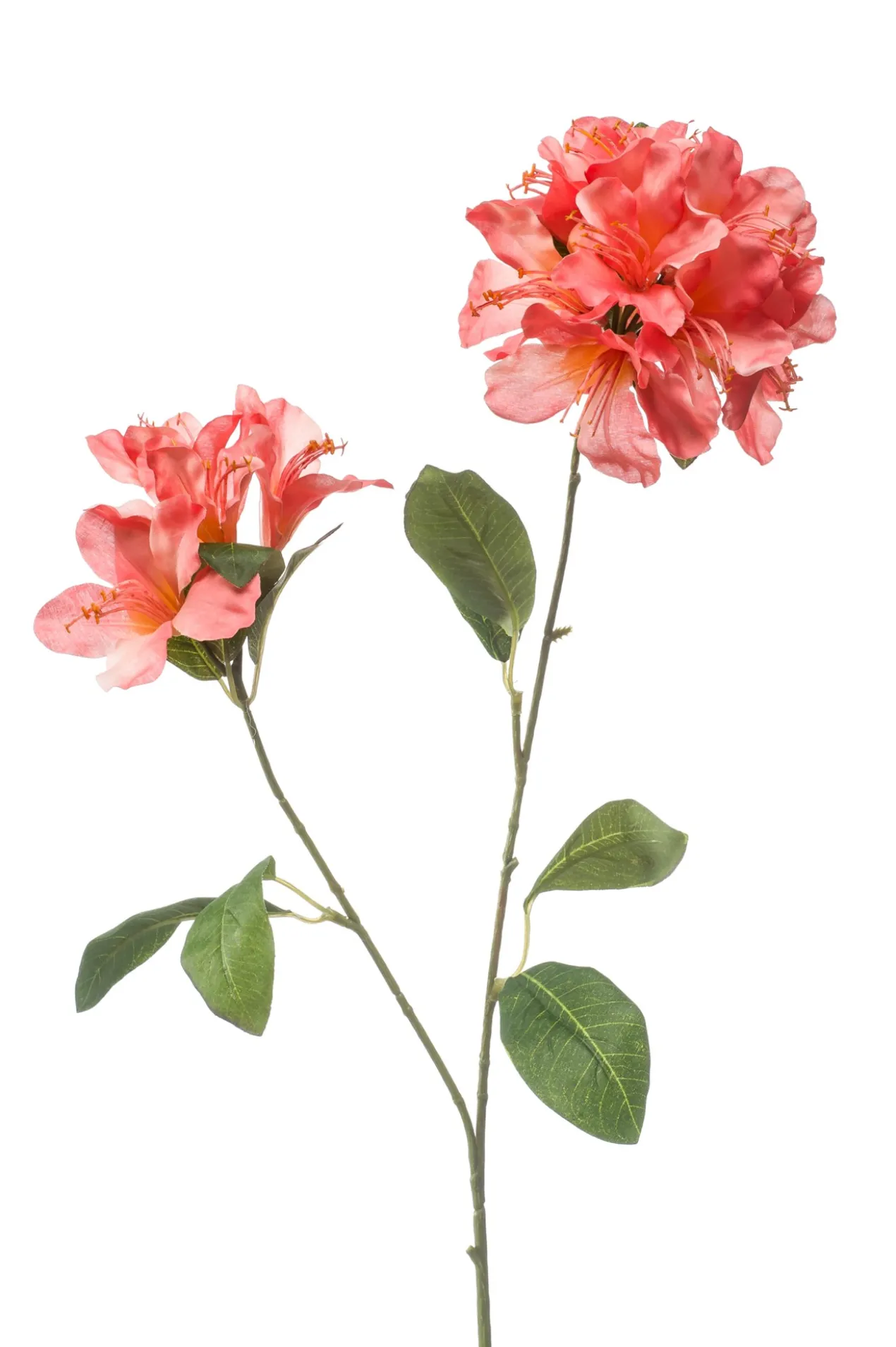 Rhododendron