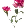 Rhododendron
