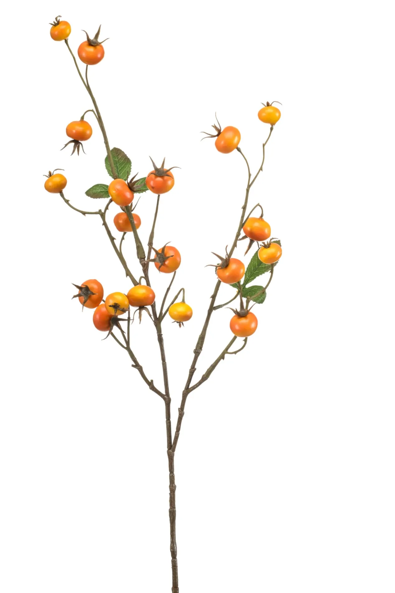 Rosehip yellow