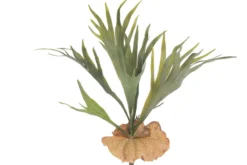 staghorn fern 42 cm