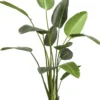 Strelitzia 190 cm