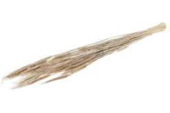 Tarwe gras 60-65 cm