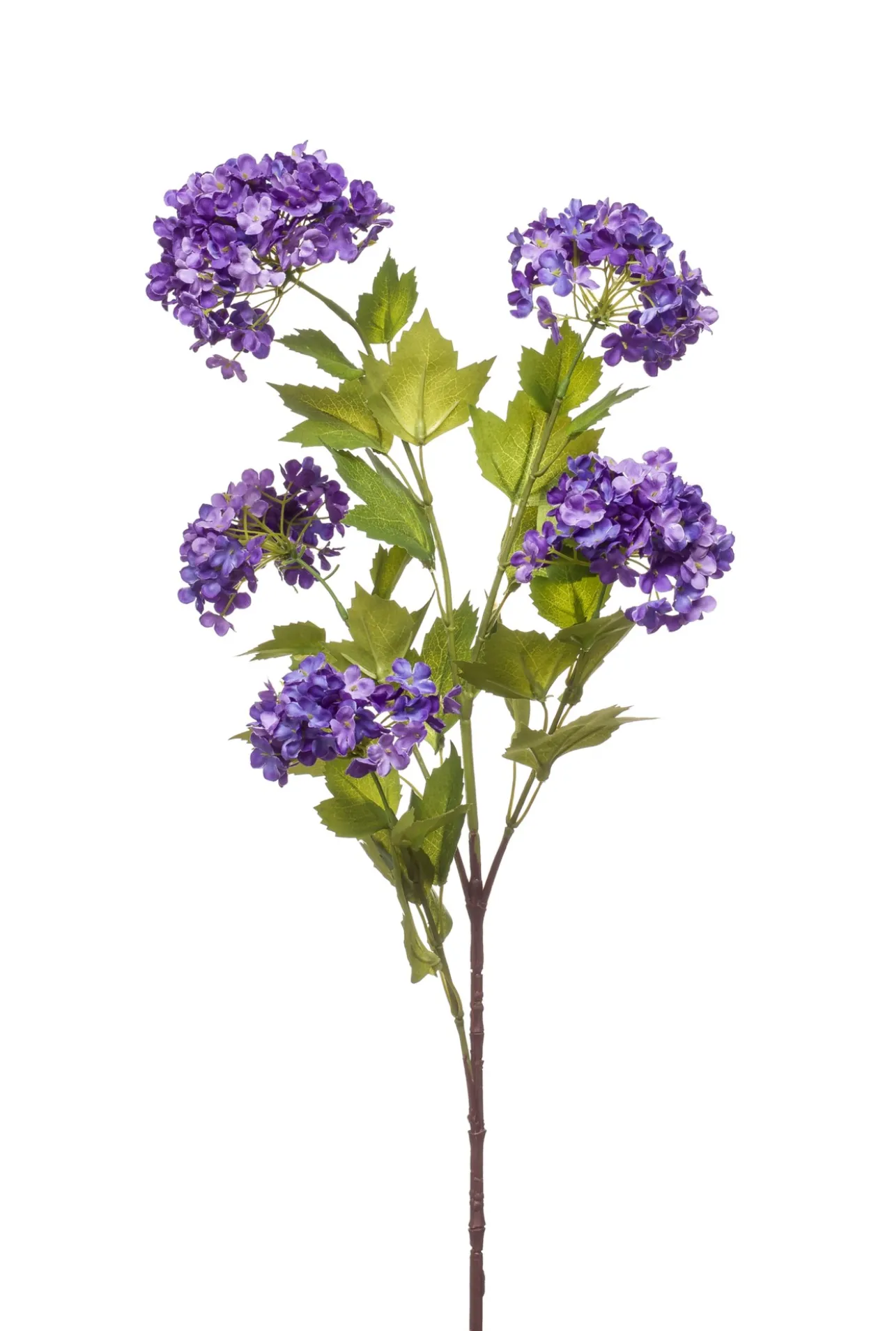 Viburnum spray purple