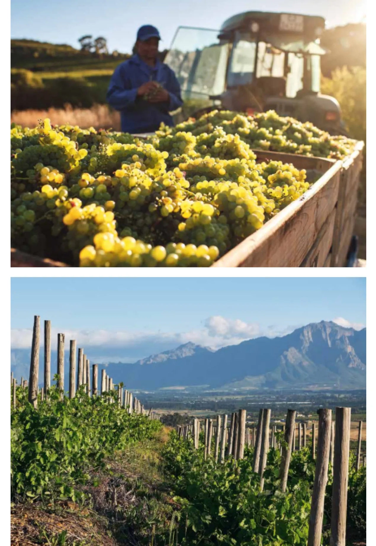 150 Vineyards You Need to Visit Before You Die