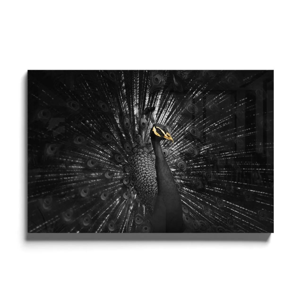 Walljar acrylglas schilderij - Golden Peacock Acrylglas schilderij - 50 x 70 cm