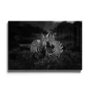 Walljar acrylglas schilderij - Two Zebras Nuzzling Acrylglas schilderij - 80 x 120 cm