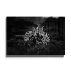Walljar acrylglas schilderij - Two Zebras Nuzzling Acrylglas schilderij - 120 x 180 cm