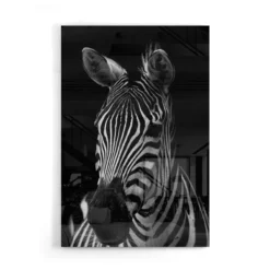 Walljar acrylglas schilderij - Mysterious Zebra Acrylglas schilderij - 120 x 180 cm