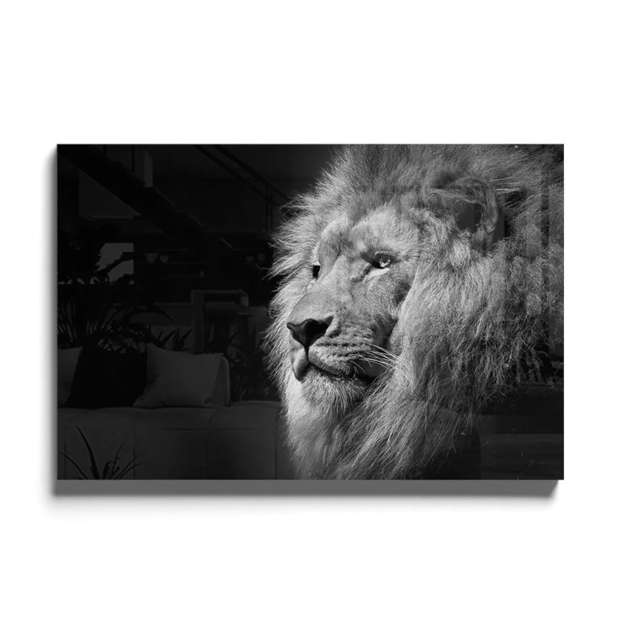 Walljar acrylglas schilderij - Gazing Lion Acrylglas schilderij - 80 x 120 cm