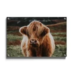 Walljar plexiglas schilderij - Schotse Hooglander Plexiglas schilderij - 60 x 90 cm