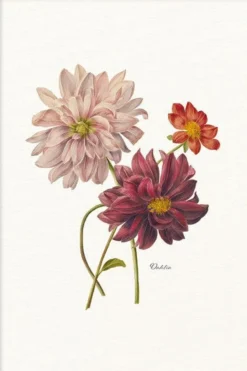 Walljar poster ingelijst - Dahlia Poster ingelijst - 70 x 100 cm