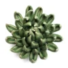 Wandornament Flower Jade Succulent