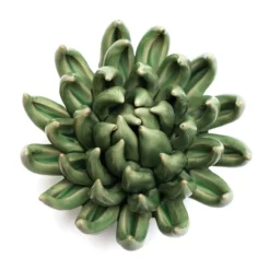 Wandornament Flower Jade Succulent