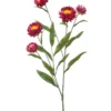 Xerochrysum fuchsia