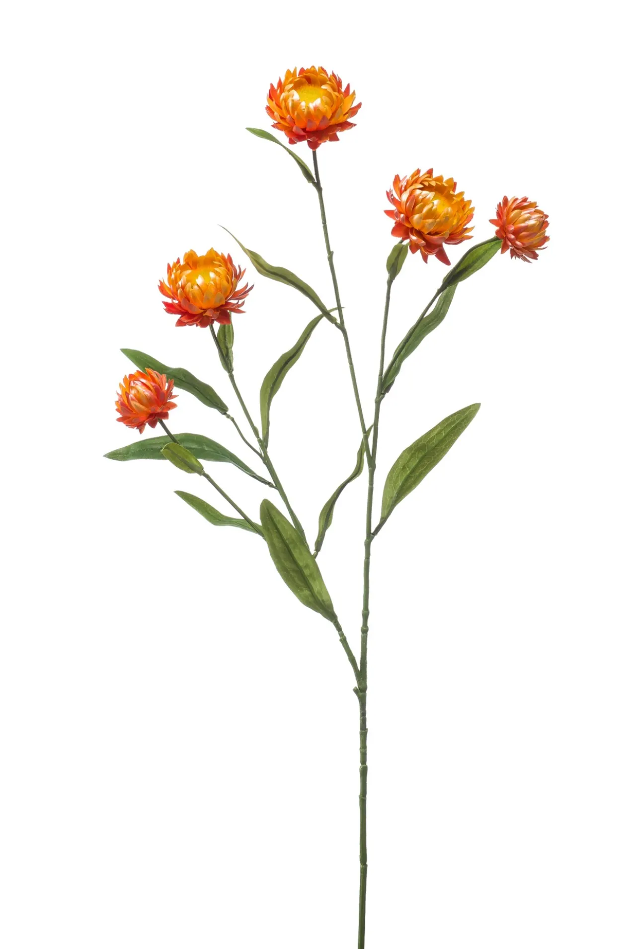 Xerochrysum orange