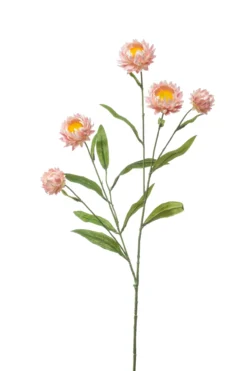 Xerochrysum pink