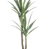 Yucca