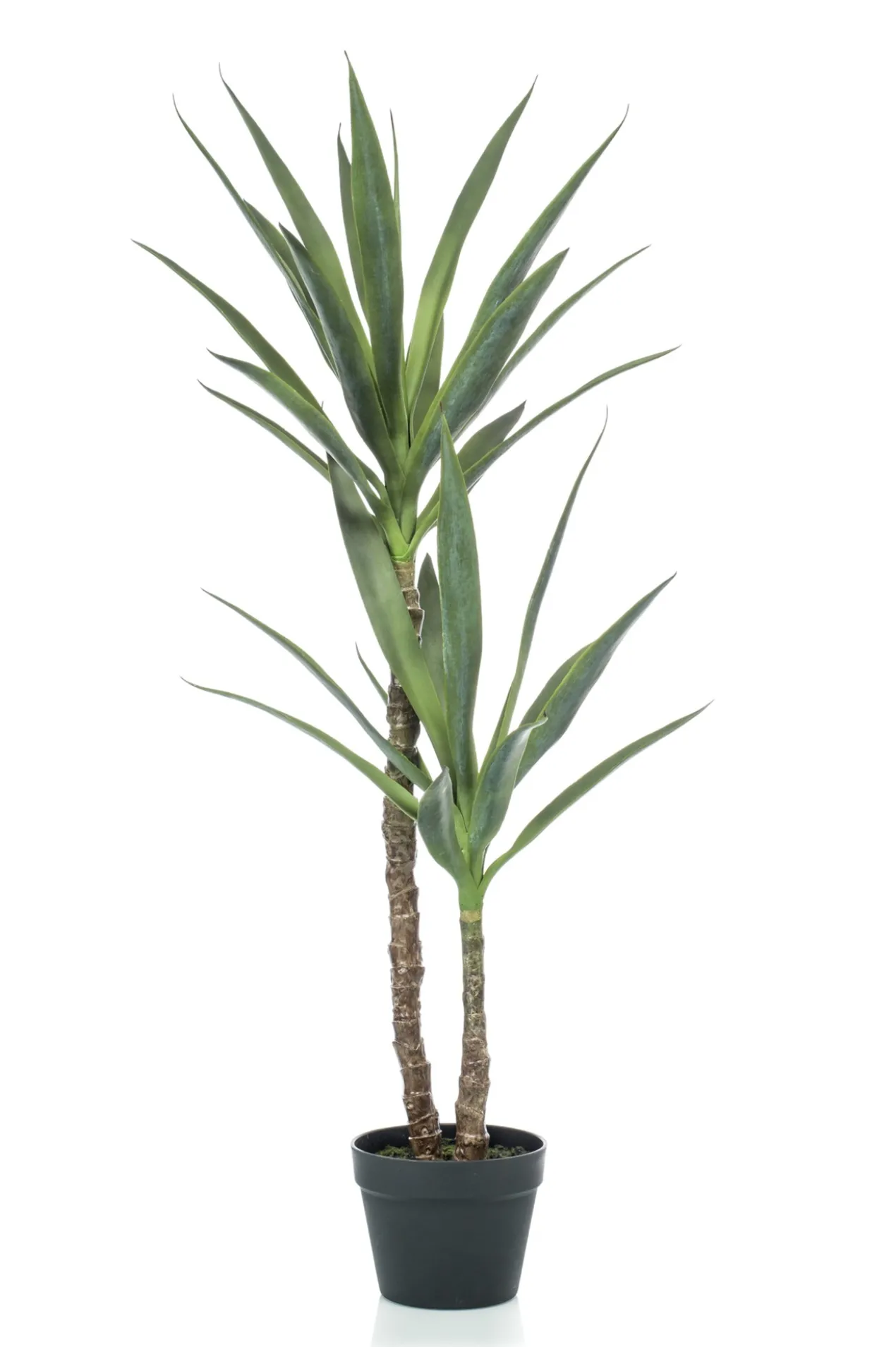 Yucca